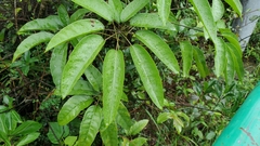 Heptapleurum heptaphyllum