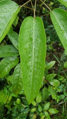 Heptapleurum heptaphyllum