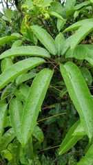 Heptapleurum heptaphyllum