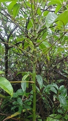 Heptapleurum heptaphyllum