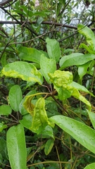 Heptapleurum heptaphyllum