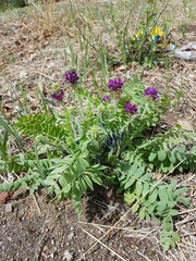 Oxytropis sylvatica