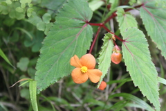 Begonia sutherlandii
