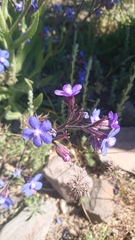 Anchusa azurea