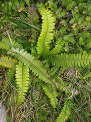 Blechnum durum
