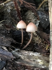 Mycena parsonsii