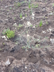 Persicaria angustifolia