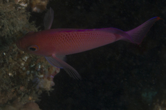 Pseudanthias rubrizonatus