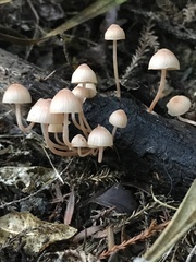 Mycena parsonsii