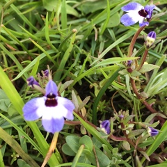 Downingia concolor concolor