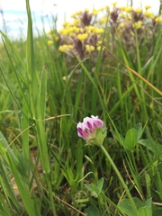 Trifolium barbigerum