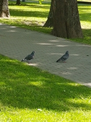 Columba livia domestica