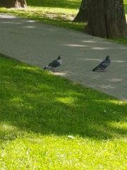 Columba livia domestica