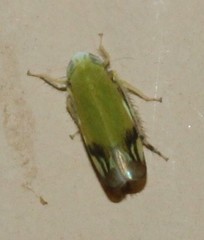 Deltanus bicolor