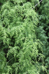 Asparagus ramosissimus
