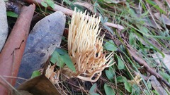 Ramaria lorithamnus