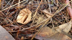 Lycoperdon subincarnatum