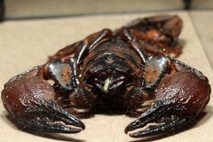 Pandipalpus viatoris