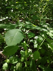 Impatiens pallida