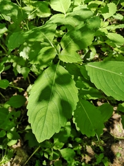 Impatiens pallida