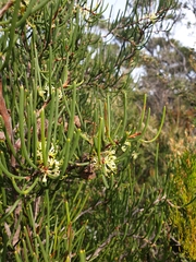 Hakea epiglottis
