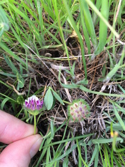Trifolium barbigerum