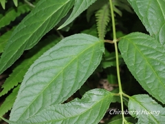 Cyclocodon lancifolius