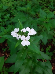 Hesperis matronalis