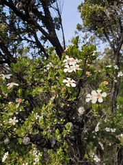 Leptospermum grandiflorum