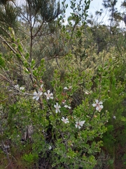 Leptospermum grandiflorum