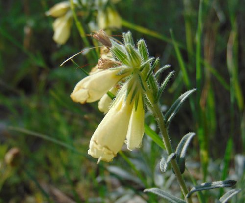 Image of Onosma echioides by no rights reserved