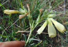 Onosma echioides
