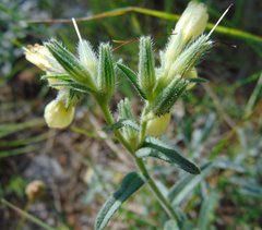 Onosma echioides