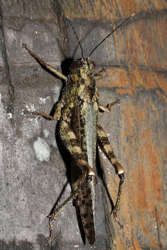 Notched Shield Grasshopper
