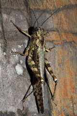 Abisares viridipennis