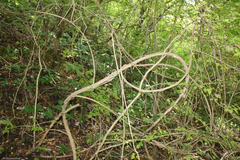 Smilax excelsa