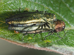 Agrilus viridis