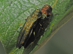 Agrilus viridis