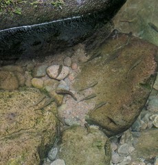 Nopoli Rockclimbing Goby photo 5