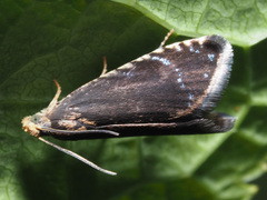 Pammene germmana