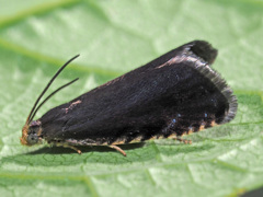 Pammene germmana