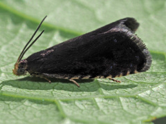 Pammene germmana