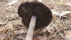 Cortinarius kioloensis