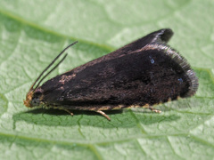 Pammene germmana
