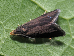 Pammene germmana