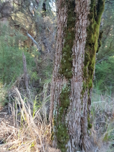 Image of Allocasuarina decussata by (c) Em Lamond, some rights reserved (CC BY)