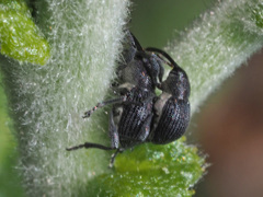 Archarius salicivorus