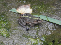 Pelophylax nigromaculatus