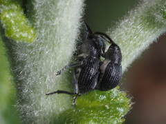 Archarius salicivorus