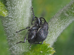 Archarius salicivorus